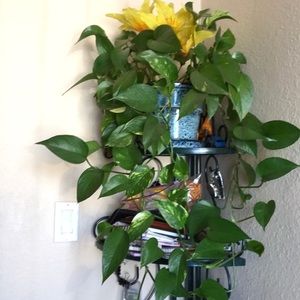 Meet your Posher, Lidia